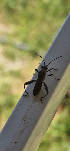 Camptopus lateralis