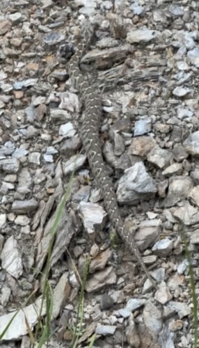 Ottoman Viper