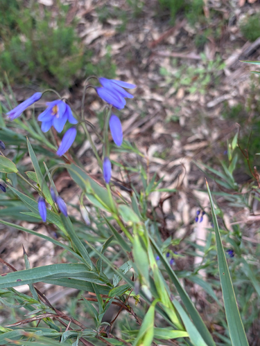nodding blue lily