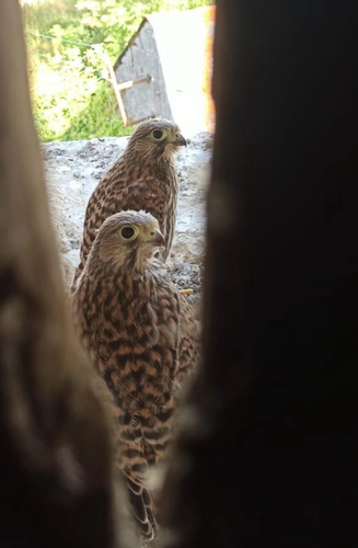 Eurasian Kestrel