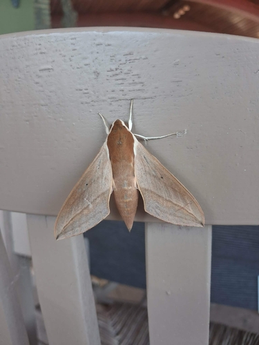 Levant Hawkmoth