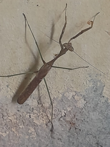 Antillean Mantis