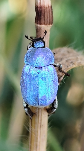 Cerulean Chafer Beetle