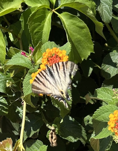 Scarce Swallowtail