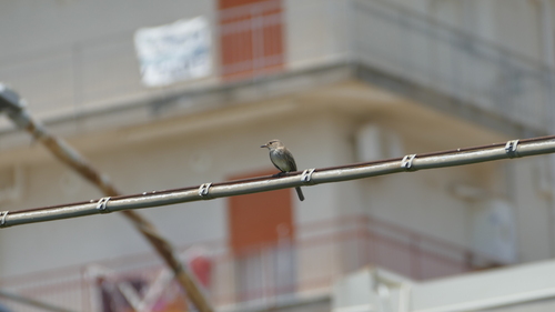 Spotted Flycatcher