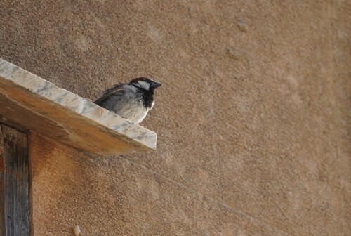 Italian Sparrow