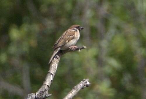 Eurasian Tree Sparrow