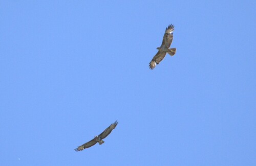 Common Buzzard