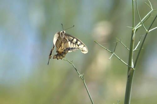 Old World Swallowtail
