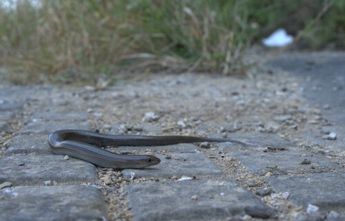 Italian Three-toed Skink