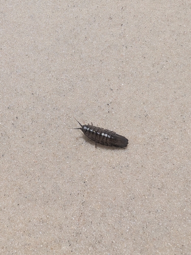 Baltic Isopod