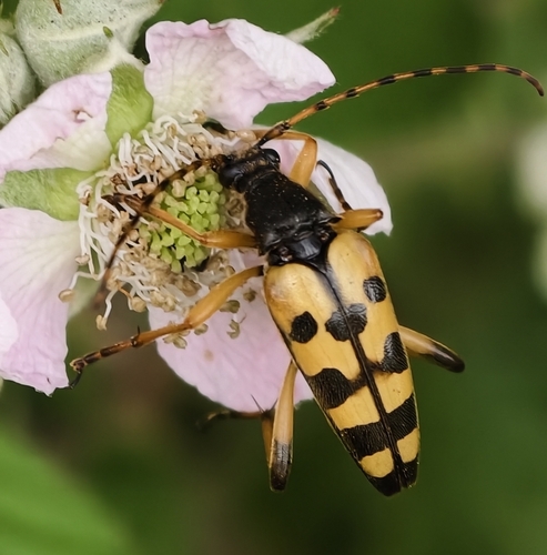 Spotted Longhorn Beetle