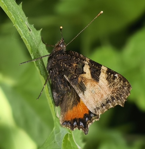 Small Tortoiseshell