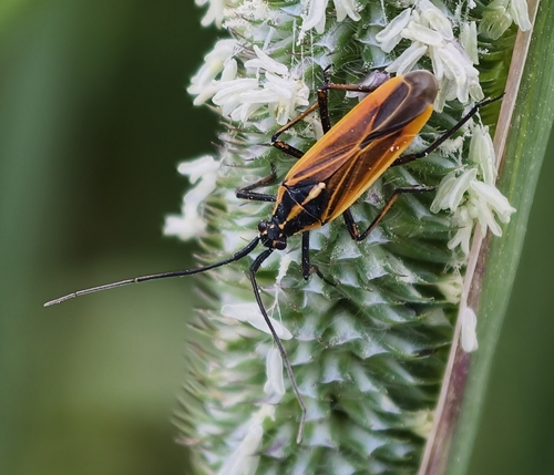 Meadow Plant Bug