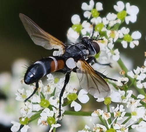 Cylindromyia auriceps