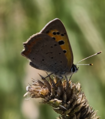 Small Copper