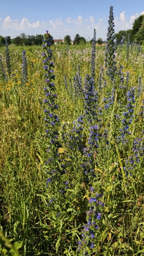 viper's-bugloss