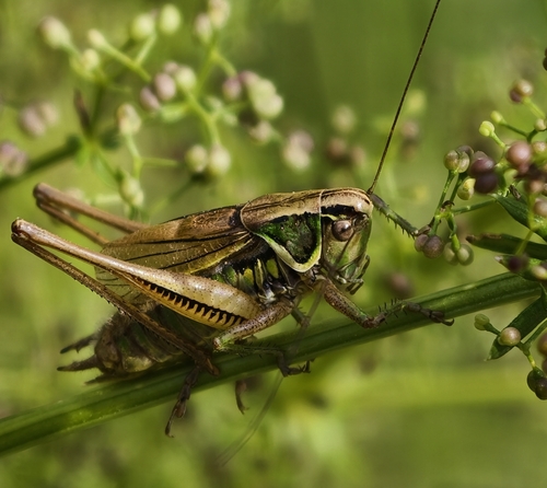 Roesel's Bush-cricket