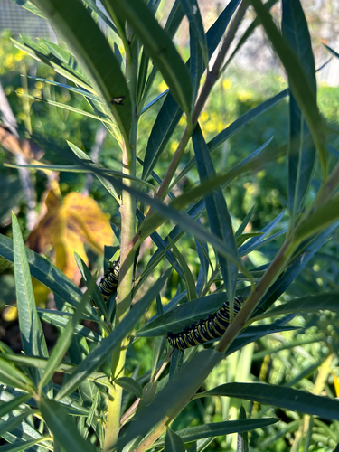 Monarch