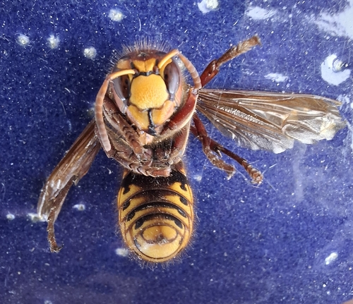 European Hornet
