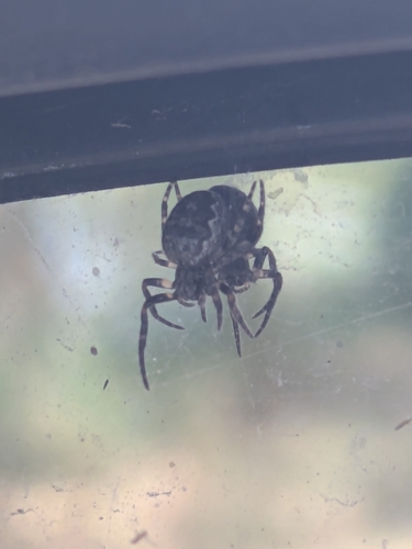 Furrow Orbweaver