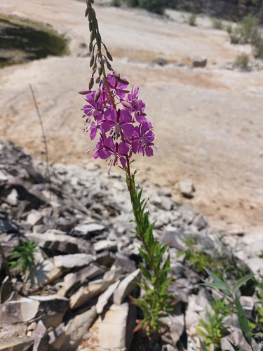 fireweed