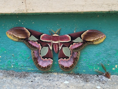 Rothschildia erycina