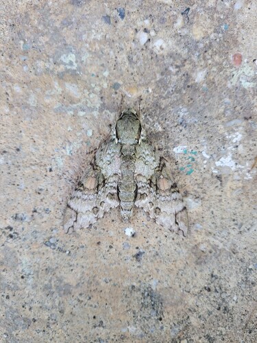 Florestan Sphinx