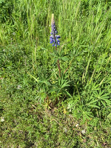 Large-leaved lupine