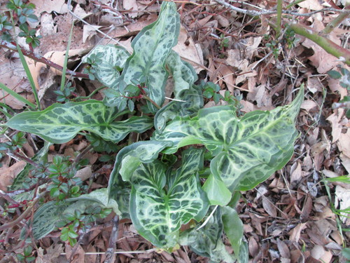 Italian arum (Invasive Exotic Plants of North Carolina) · iNaturalist