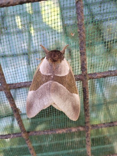 Dirphia concolor
