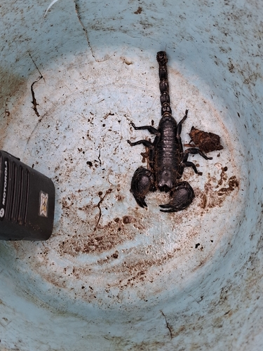 Dictator Scorpion