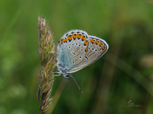 Reverdin's Blue
