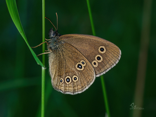 Ringlet