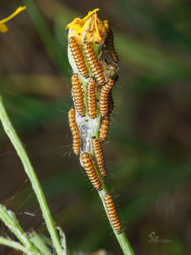 Cinnabar moth