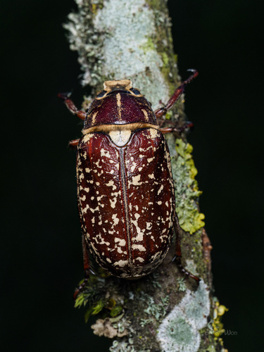 Pine Chafer