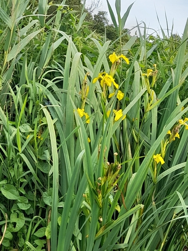 Yellow Iris