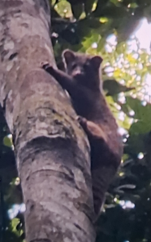 African Palm-civet