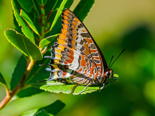 Two-tailed Pasha