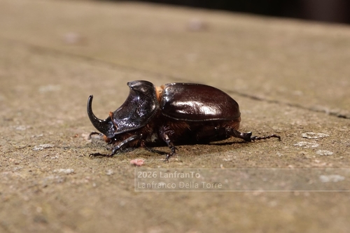 European Rhinoceros Beetle