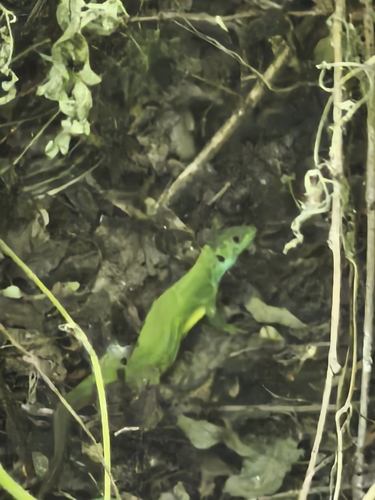 Green Lizard