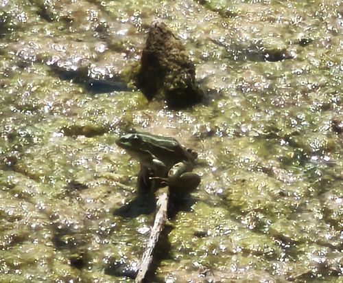 Marsh Frog