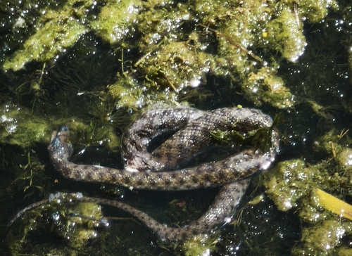 Tessellated Water Snake