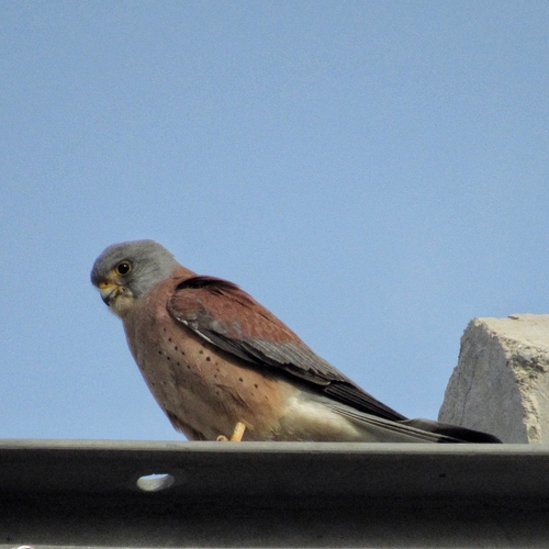 Lesser Kestrel