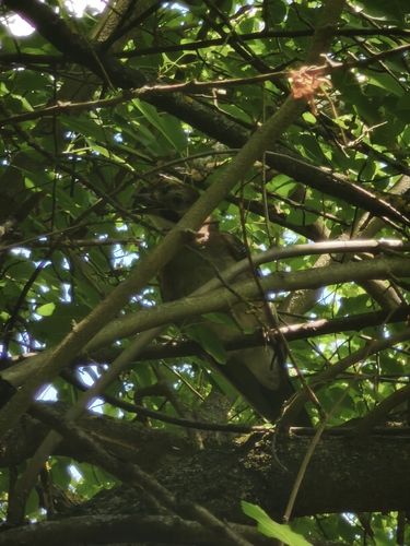 Eurasian Jay