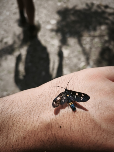 Nine-spotted Moth