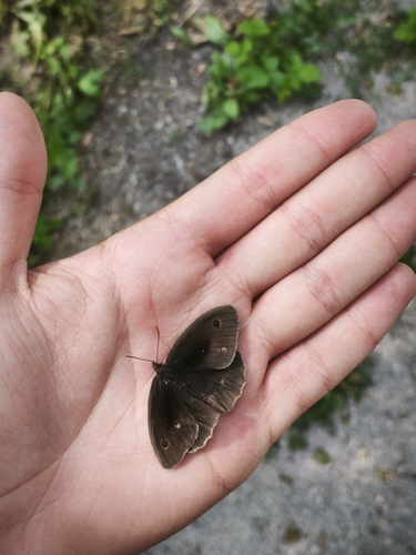 Meadow Brown