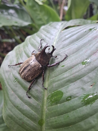 Xylotrupes pubescens