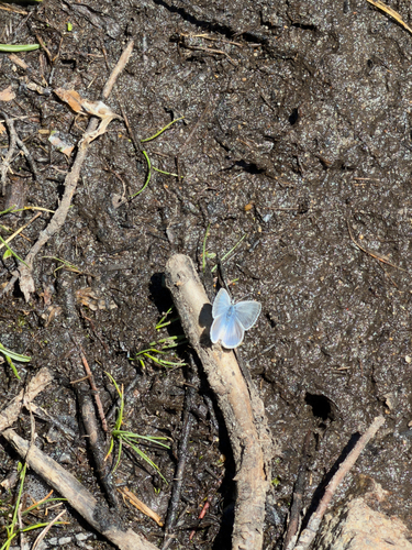 iNaturalist observation photo of Typical Blues