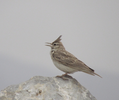 Crested Lark